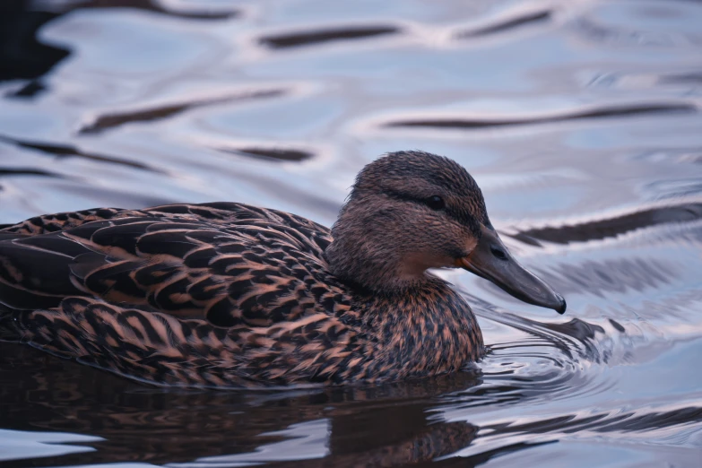 a duck floating in the water with its head above the water's surface