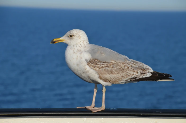 a bird is standing on a railing overlooking the ocean