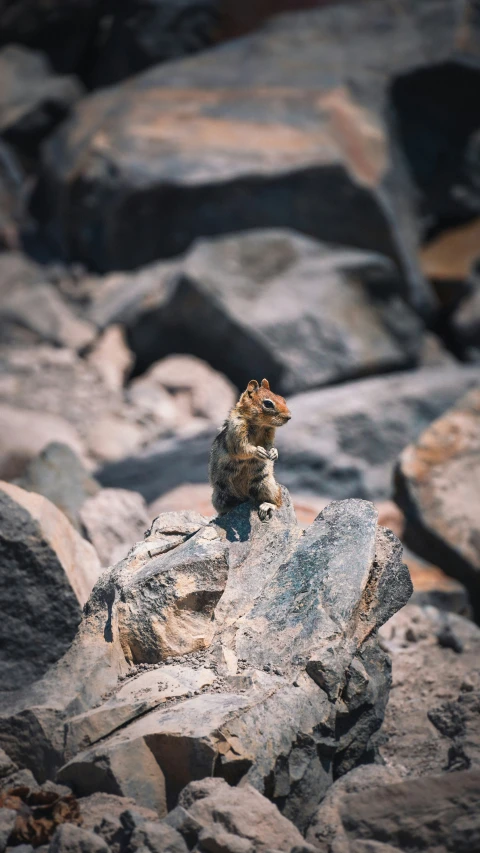 a small bird sitting on some rocks in the day