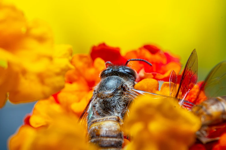 a bee sitting on top of a yellow flower