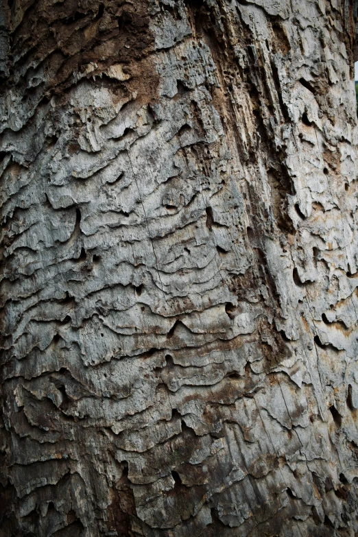 closeup view of a tree bark with chipped, black marks on the bark
