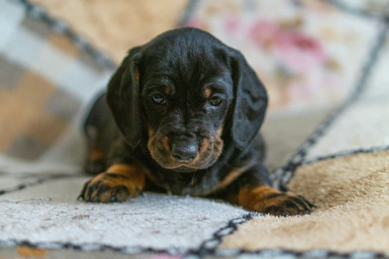 a small black dog is laying down on the rug