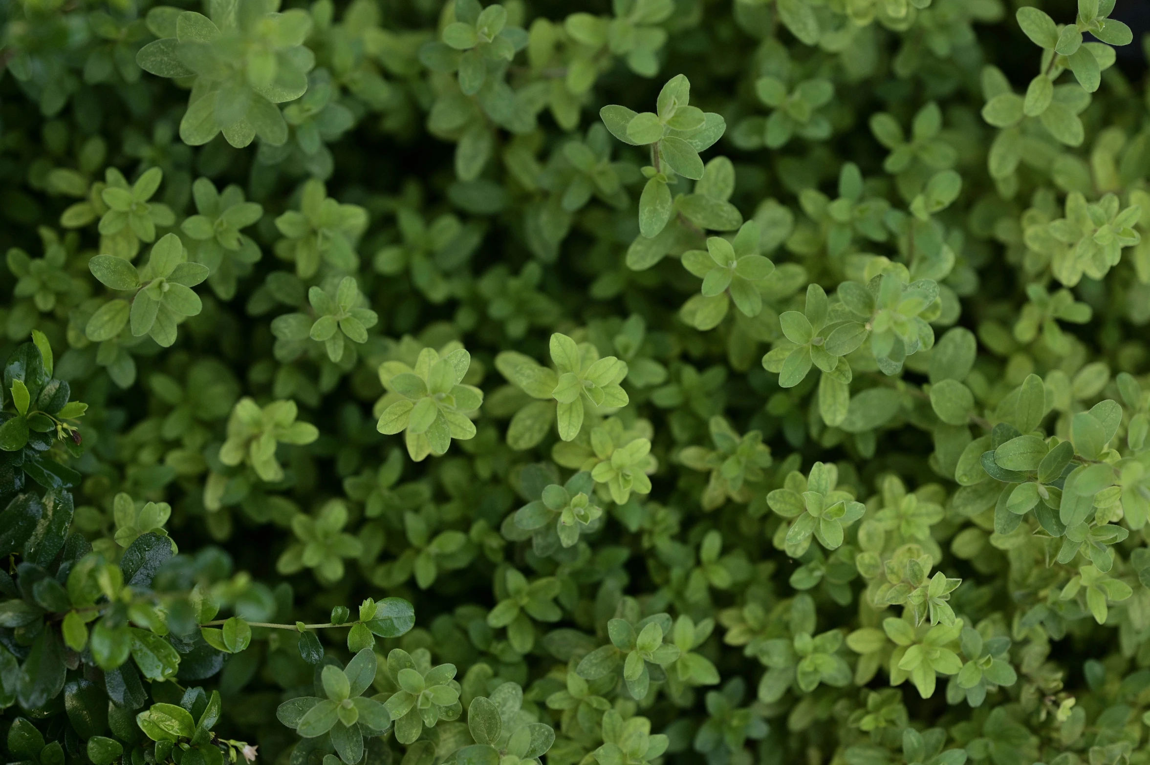 there is a plant that looks like leaves