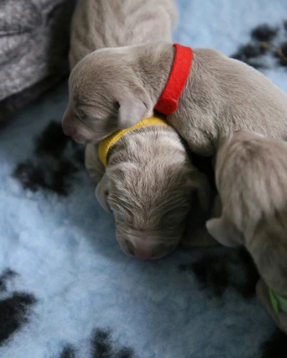 two puppies are sleeping together on a blanket