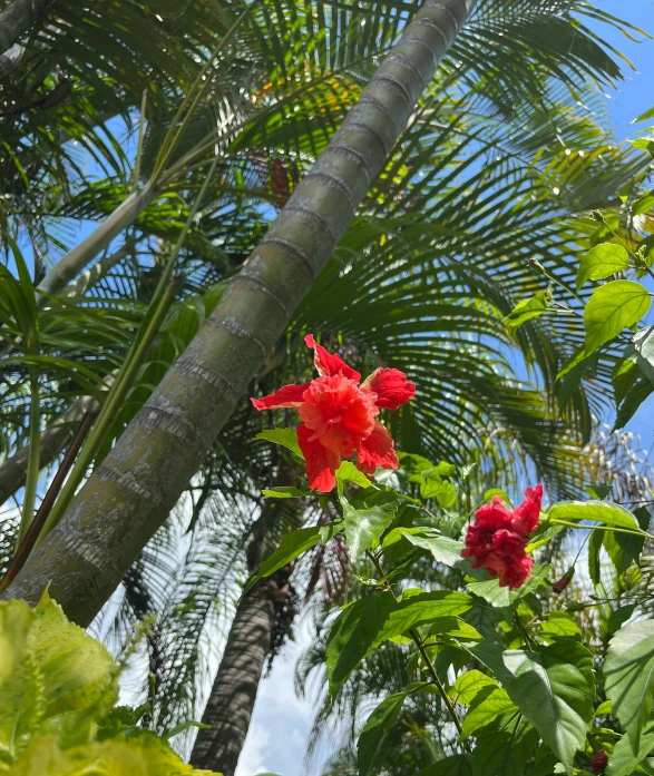 an red flower with lots of green leaves in a lush green forest