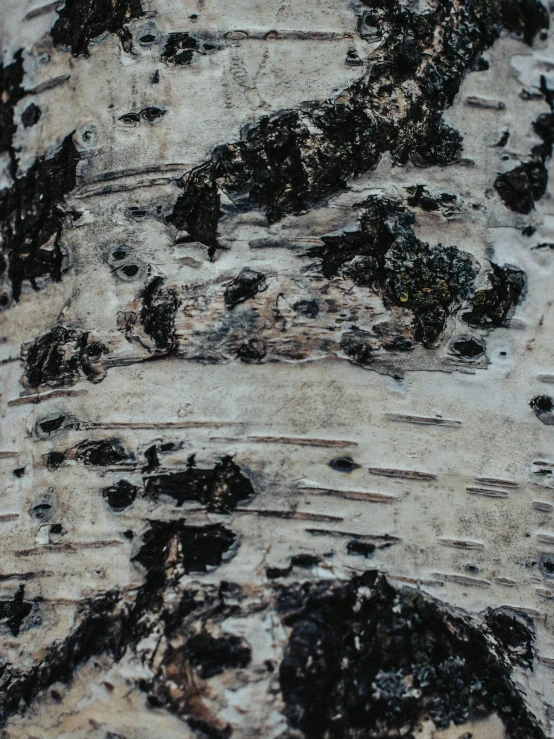 an image of a close up view of the bark on a tree