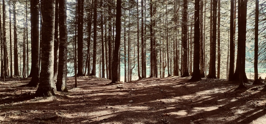 the sun shining through the trees and casting shadows on the ground