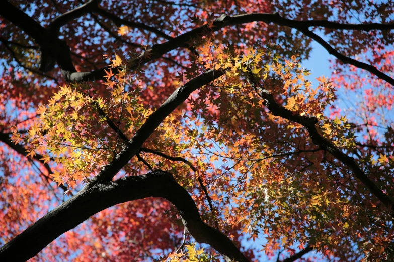 looking up through the leaves and nches on the tree