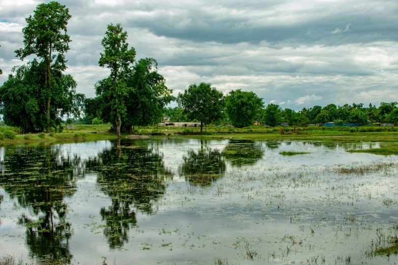 large trees reflected in the water at the edge of the marsh