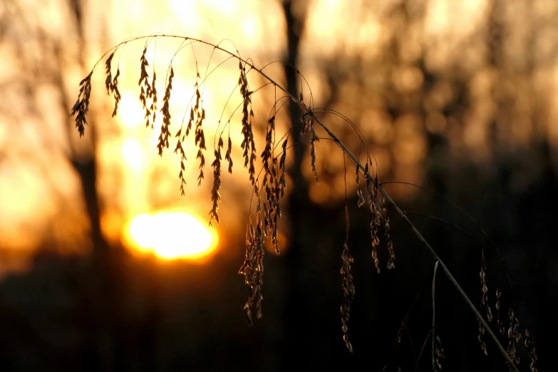 a bush with long thin grass and sun in background