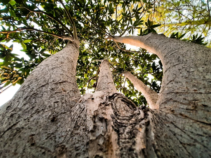 a tall tree is in the sun