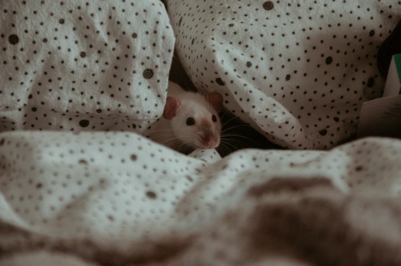 small rodent wrapped in white blanket sitting on pillows