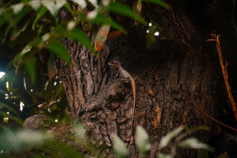 a small lizard that is walking around the tree