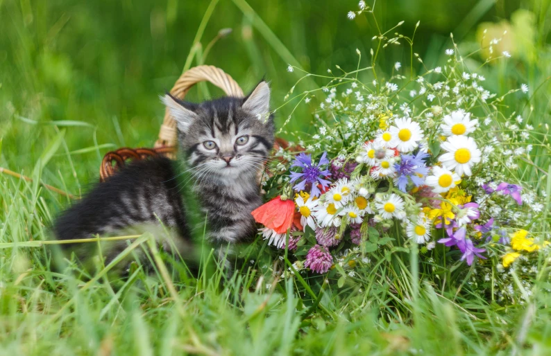 small kitten sitting outside next to a bouquet of daisies and wildflowers