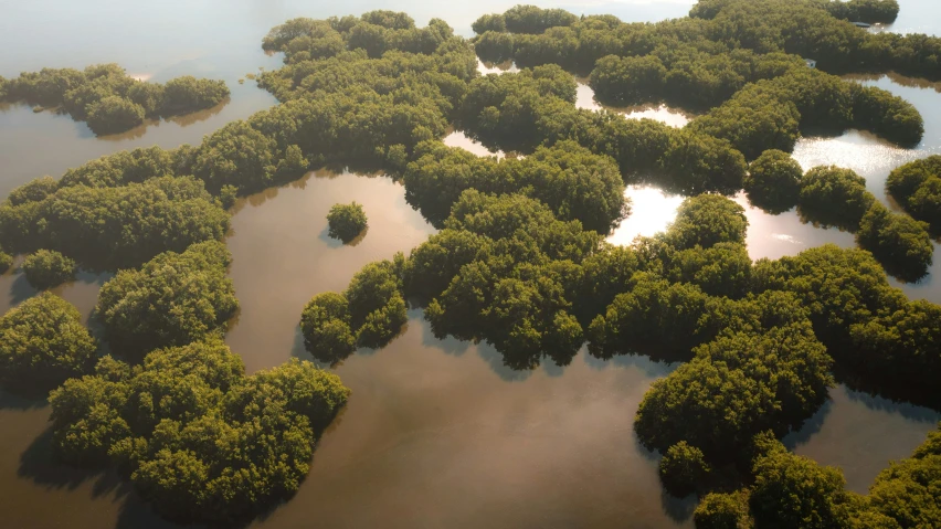 aerial view of several trees, with many water areas around them