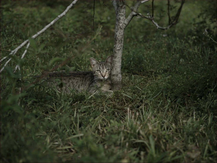 a cat is hiding next to the trunk of a tree