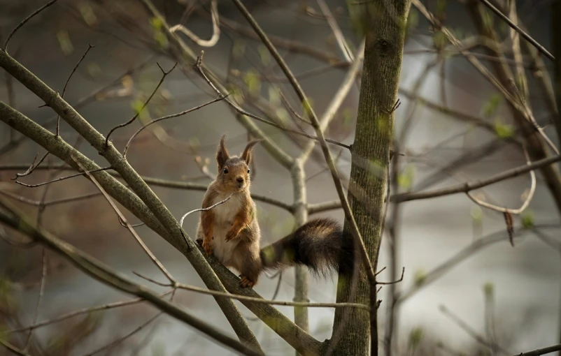 a squirrel sitting on a nch near the bare tree