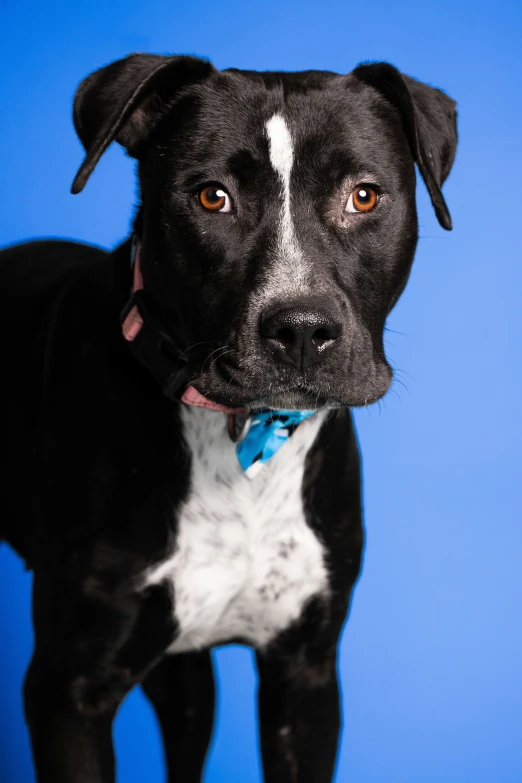a black dog with white markings standing in front of a blue background