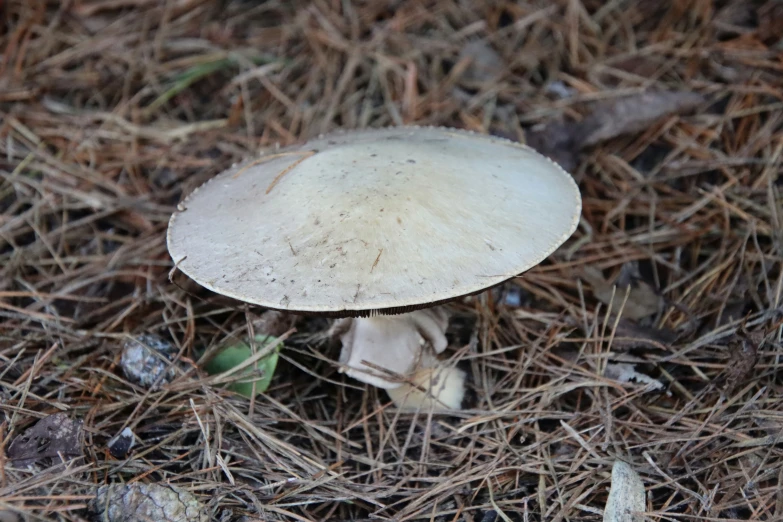 a mushroom sitting on top of grass next to a patch of dry grass