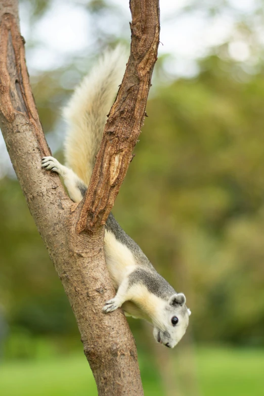 a squirrel sitting on the side of a tree