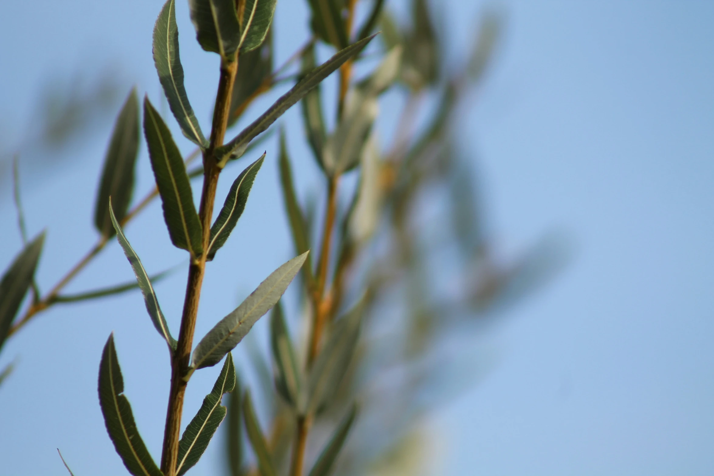 a plant with green leaves in front of blue sky