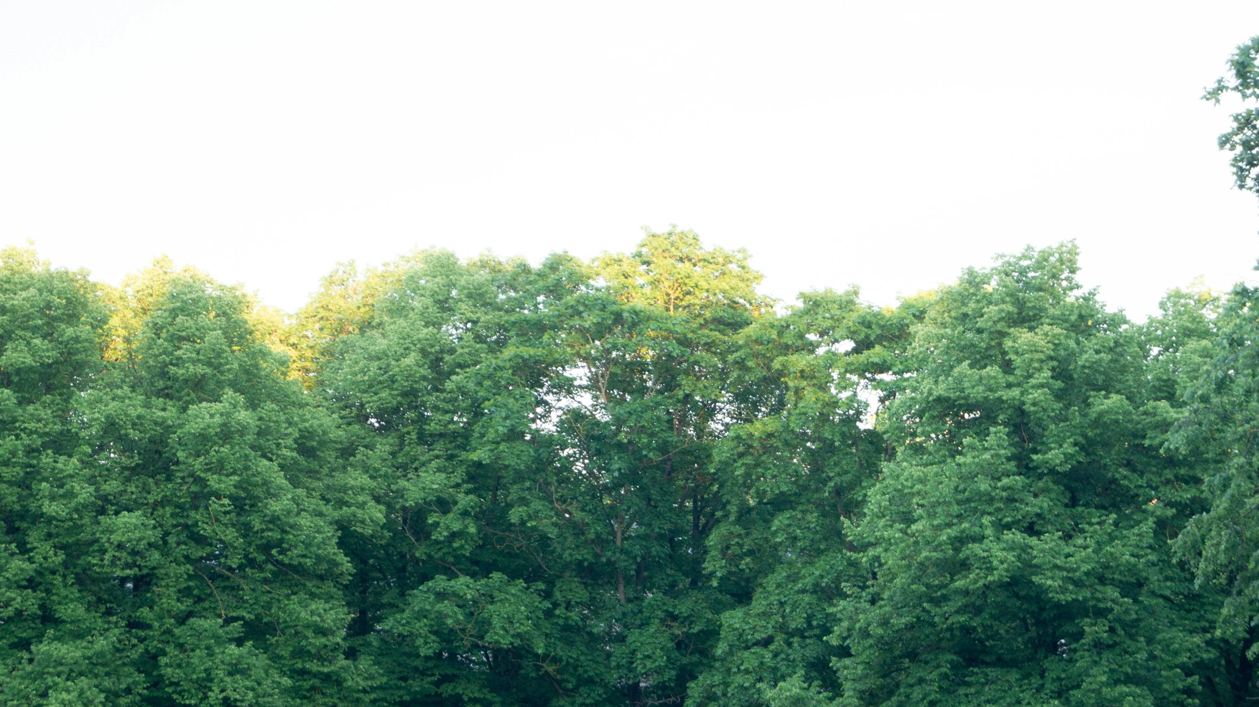 a field with animals and trees in it