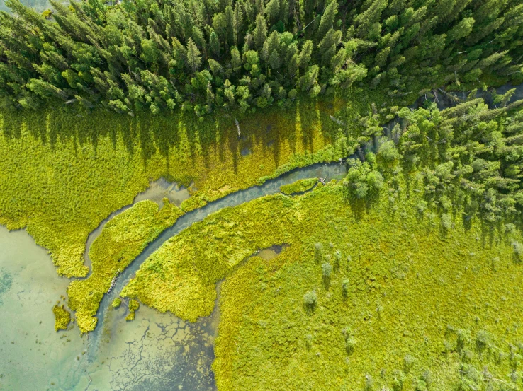 a view from above of a tree and river