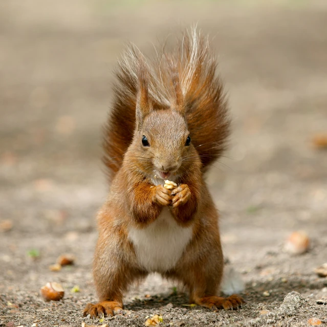 a red squirrel with very large feathers is eating a nut