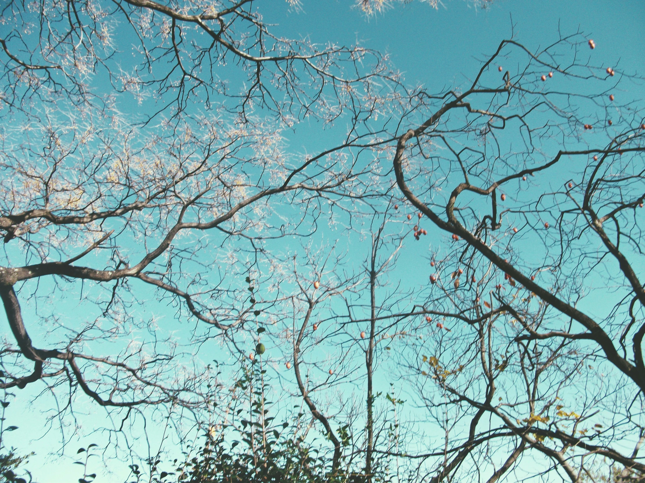 trees, leaves, and nches against the sky