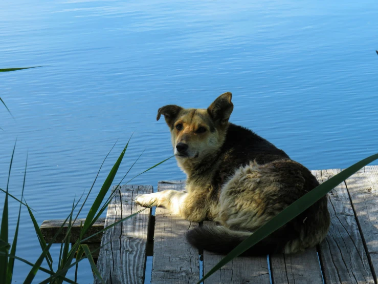 a large dog is sitting on a dock by the water
