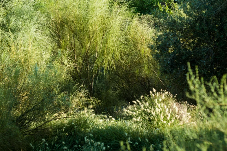 some green plants and bushes in the forest