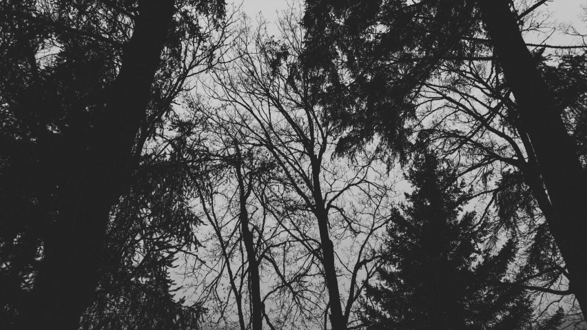 black and white pograph of several trees