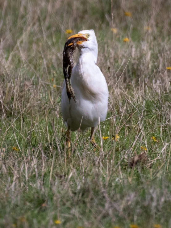a white bird with a worm in it's mouth