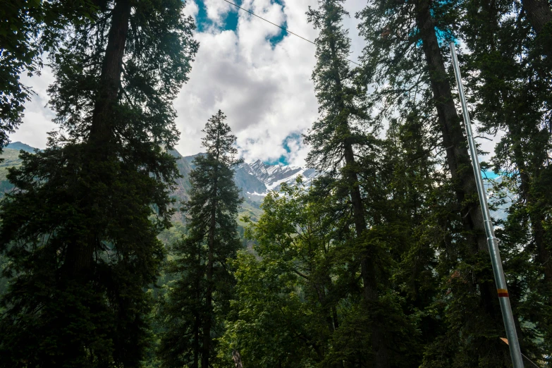 a forest with lots of tall trees on the ground