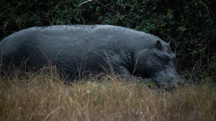 an hippopotamus standing in the grass under trees