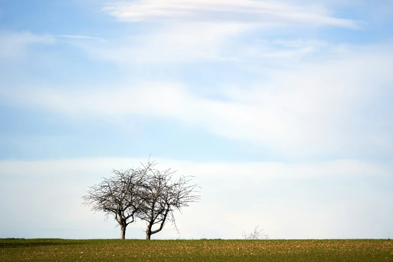 two trees on the other side of an empty field