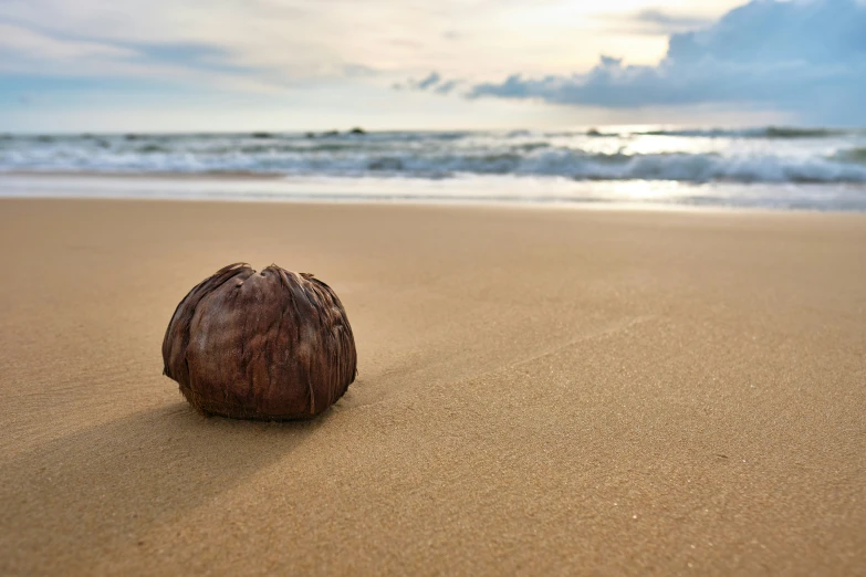 the beach has been covered with sand and a coconut