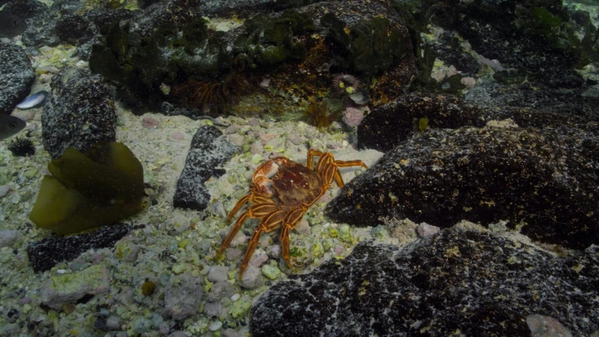 there is a crab that is on the ground by some rocks