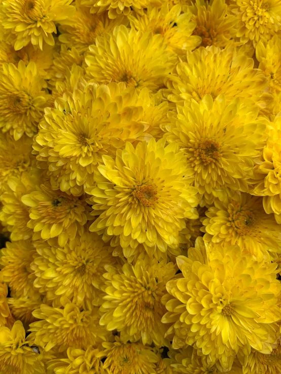 the many yellow flowers have very large flowers