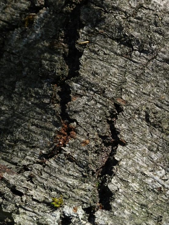 the sun is shining on the bark of a tree