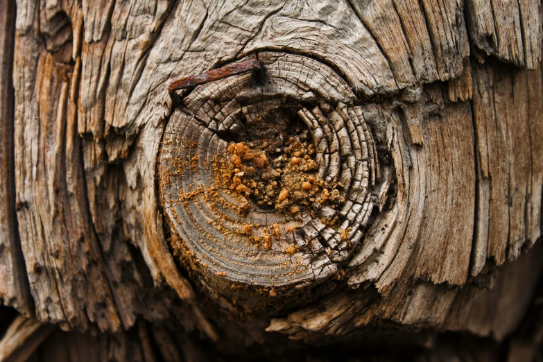 close up of the top of the old cut tree