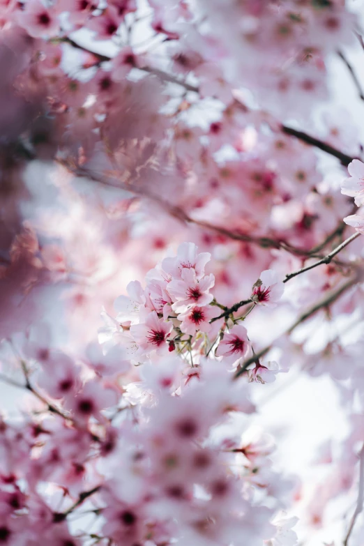 there is a tree with many pink flowers on it