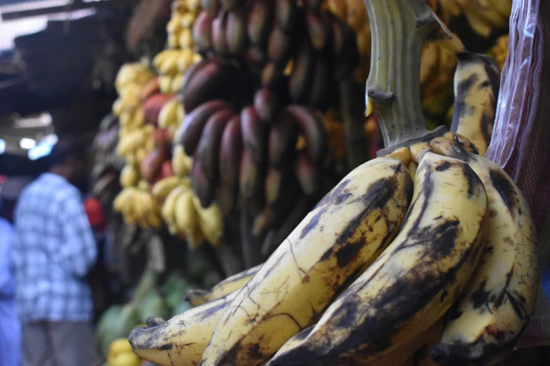 several bunches of bananas are hanging from a pole