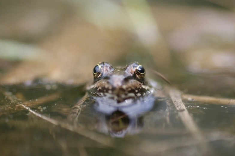 a close up po of a frog looking directly at the camera