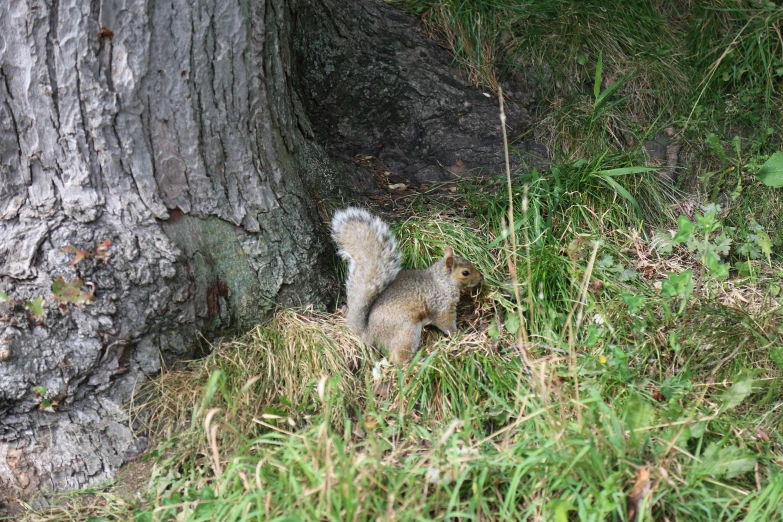 a small squirrel standing by the side of a large tree