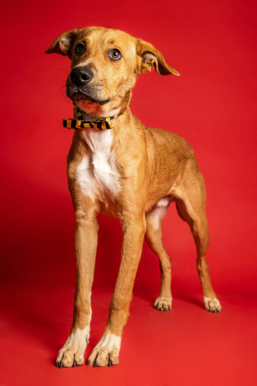 a large brown dog standing on top of a red surface