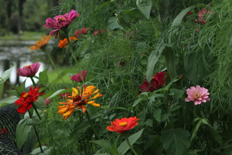 some pretty colorful flowers by a body of water