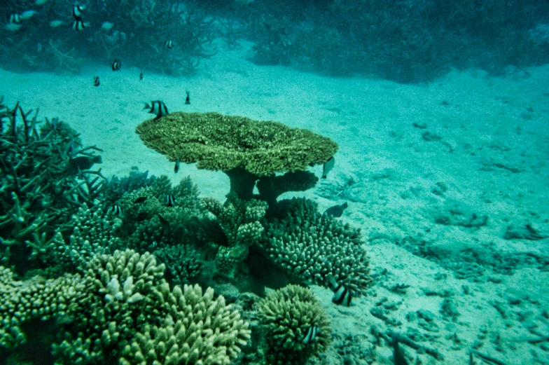 a bunch of corals and other marine life