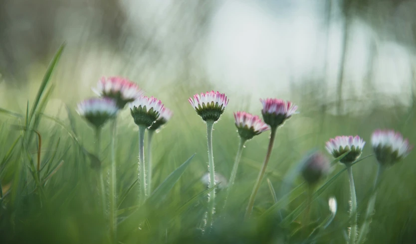 a close up s of a group of pink flowers in the grass