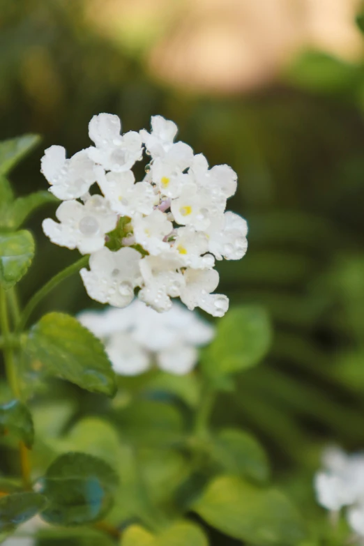 a single white flower on the side of some leaves